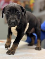 Shelter Stray Male Dog last seen Sunset Ave and N Granada Dr., City of Madera, CA, 205 Tozer St, Madera, CA 93638, USA