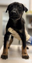Shelter Stray Female Dog last seen Sunset Ave and N Granada Dr., City of Madera, CA, 205 Tozer St, Madera, CA 93638, USA