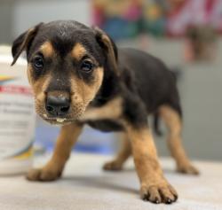 Shelter Stray Female Dog last seen Sunset Ave and N Granada Dr., City of Madera, CA, 205 Tozer St, Madera, CA 93638, USA