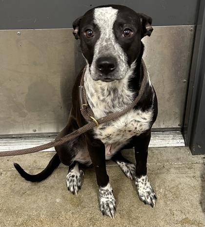 Shelter Stray Female Dog last seen Near Garden Valley, 4th District, OH, 9203 Detroit Ave, Cleveland, OH 44102, USA