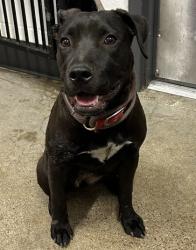 Shelter Stray Female Dog last seen Near E 146, 4th District, OH, 9203 Detroit Ave, Cleveland, OH 44102, USA