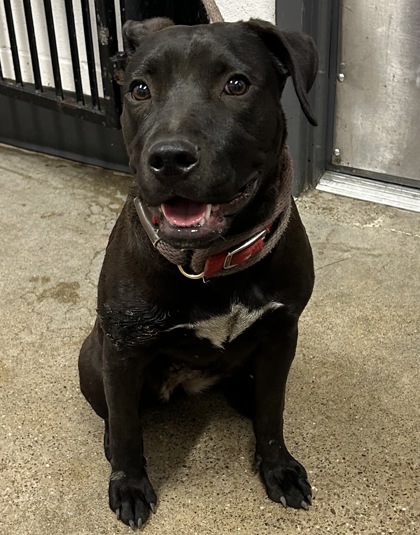Shelter Stray Female Dog last seen Near E 146, 4th District, OH, 9203 Detroit Ave, Cleveland, OH 44102, USA