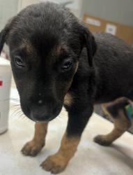 Shelter Stray Female Dog last seen Sunset Ave and N Granada Dr., City of Madera, CA, 205 Tozer St, Madera, CA 93638, USA