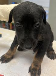 Shelter Stray Male Dog last seen Sunset Ave and N Granada Dr., City of Madera, CA, 205 Tozer St, Madera, CA 93638, USA