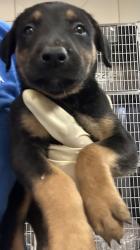 Shelter Stray Female Dog last seen Sunset Ave and N Granada Dr., City of Madera, CA, 205 Tozer St, Madera, CA 93638, USA