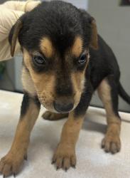 Shelter Stray Female Dog last seen Sunset Ave and N Granada Dr., City of Madera, CA, 205 Tozer St, Madera, CA 93638, USA