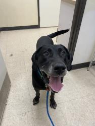 Shelter Stray Male Dog last seen Near East College Way, Mount Vernon, WA, 18911 Kelleher Rd, Burlington, WA 98233, USA
