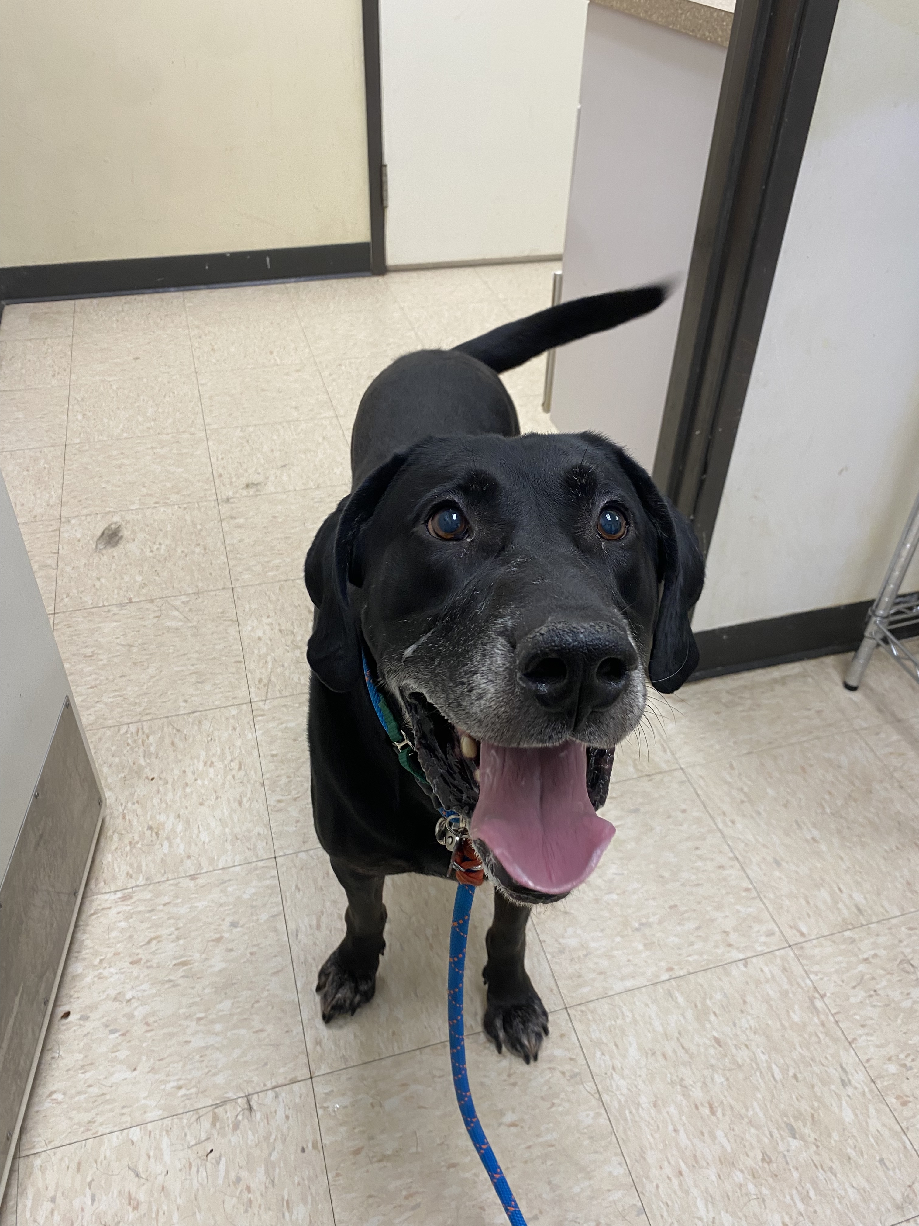 Shelter Stray Male Dog last seen Near East College Way, Mount Vernon, WA, 18911 Kelleher Rd, Burlington, WA 98233, USA
