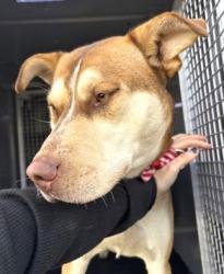 Shelter Stray Female Dog last seen Near N 28th ST, Seattle, WA, 2061 15th Ave W, Seattle, WA 98119, USA