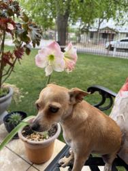 Lost Female Dog last seen Near S San Dario, San Antonio, TX 78237