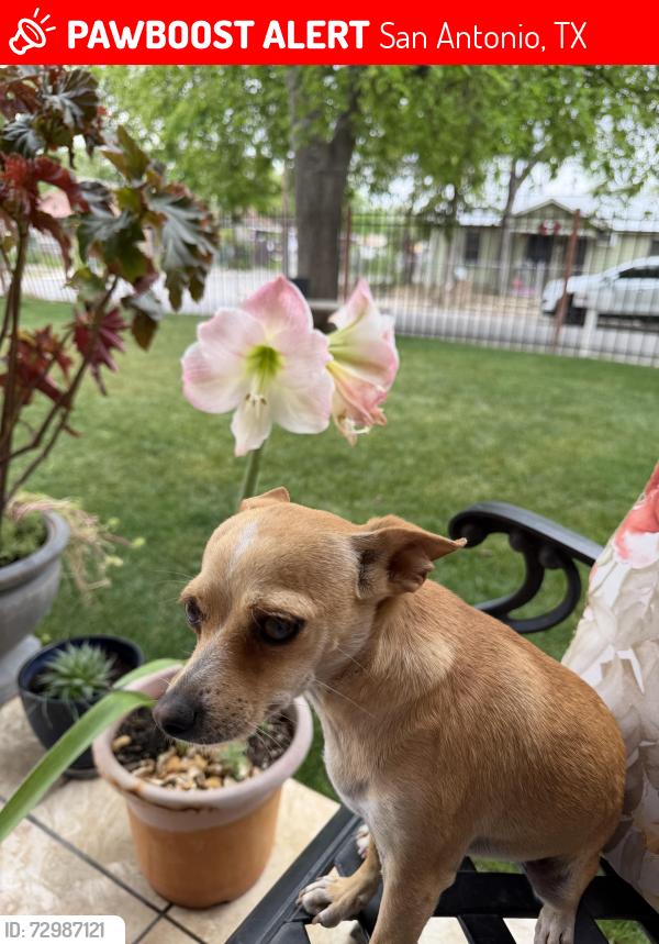Lost Female Dog last seen Near S San Dario, San Antonio, TX 78237
