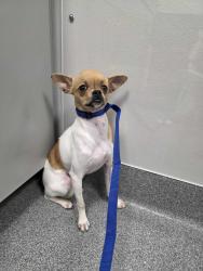 Shelter Stray Female Dog last seen Near Old Mountain Rd, Sevier County, TN, 1008 Old Knoxville Hwy, Sevierville, TN 37862, USA