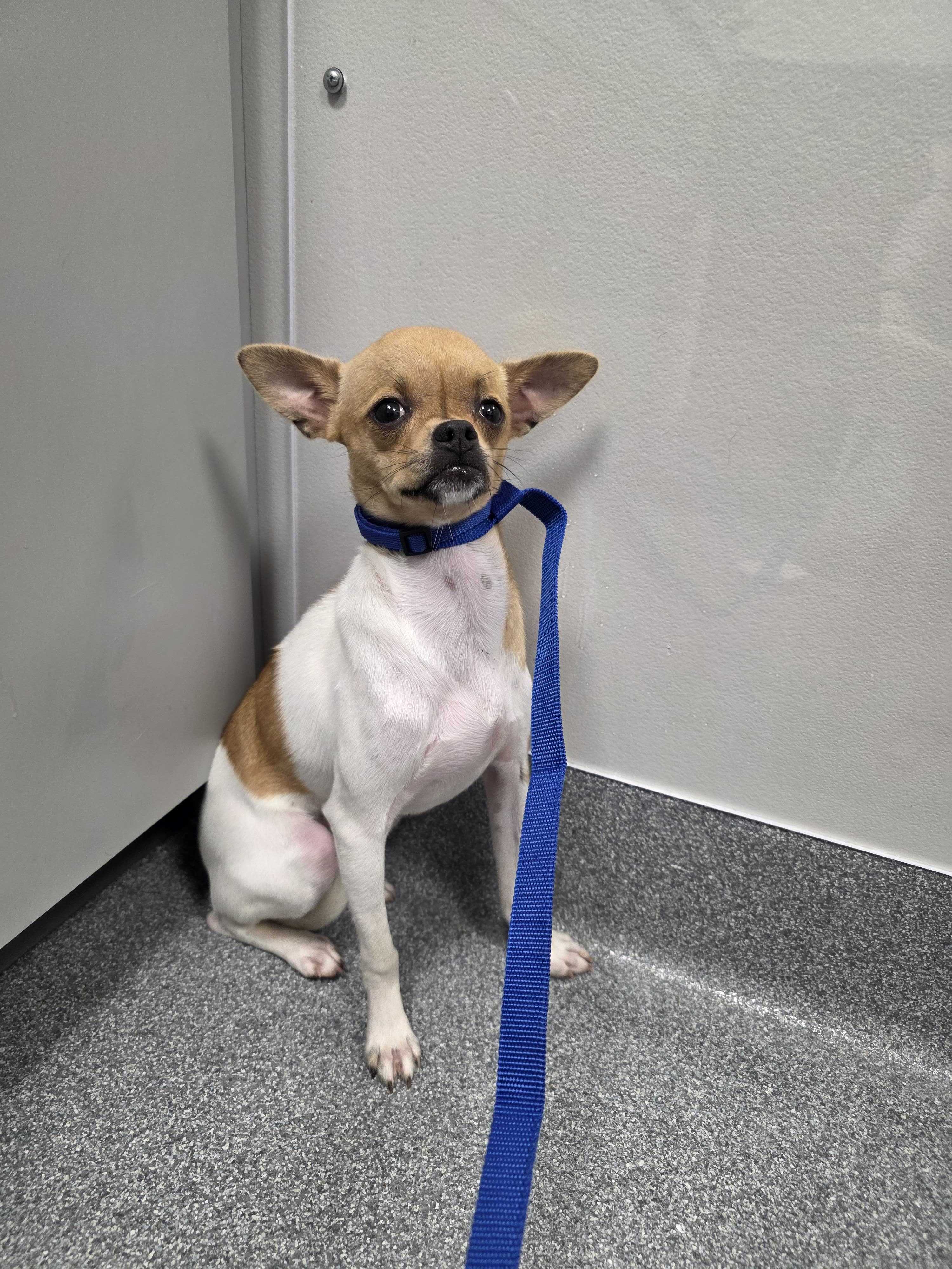 Shelter Stray Female Dog last seen Near Old Mountain Rd, Sevier County, TN, 1008 Old Knoxville Hwy, Sevierville, TN 37862, USA