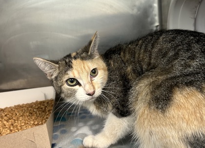Shelter Stray Female Cat last seen Near Friendship seven, CITY of El Paso, TX, 5001 Fred Wilson Ave, El Paso, TX 79906, USA