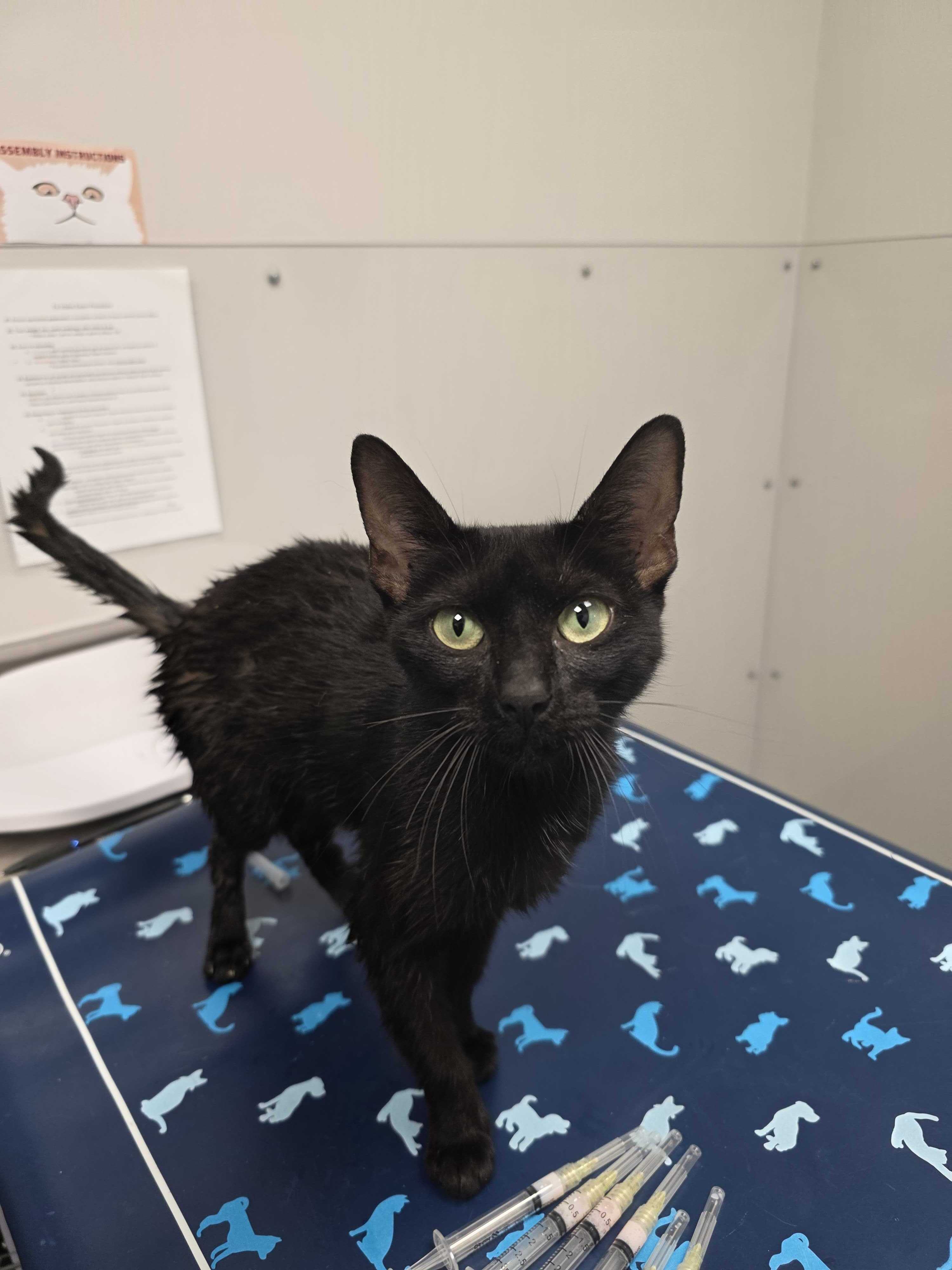 Shelter Stray Female Cat last seen Near Old Newport Hwy, Sevier County, TN, 1008 Old Knoxville Hwy, Sevierville, TN 37862, USA