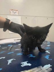 Shelter Stray Female Cat last seen Near Old Newport Hwy, Sevier County, TN, 1008 Old Knoxville Hwy, Sevierville, TN 37862, USA