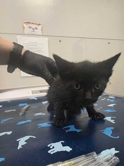 Shelter Stray Female Cat last seen Near Old Newport Hwy, Sevier County, TN, 1008 Old Knoxville Hwy, Sevierville, TN 37862, USA