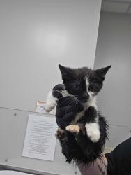 Shelter Stray Male Cat last seen Near Old Newport Hwy, Sevier County, TN, 1008 Old Knoxville Hwy, Sevierville, TN 37862, USA