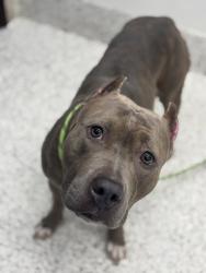Shelter Stray Female Dog last seen Near Santa Barbara Dr., Atlanta, GA, 1251 Fulton Industrial Blvd NW, Atlanta, GA 30336, USA