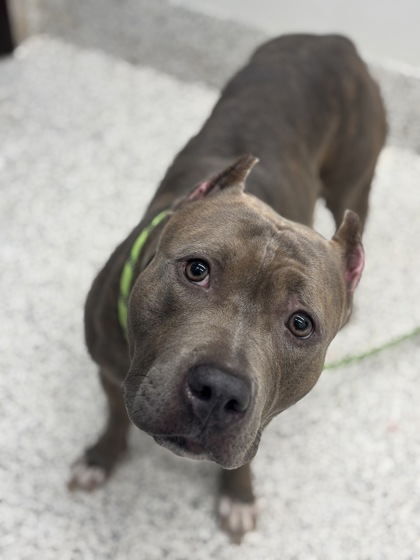 Shelter Stray Female Dog last seen Near Santa Barbara Dr., Atlanta, GA, 1251 Fulton Industrial Blvd NW, Atlanta, GA 30336, USA