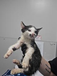 Shelter Stray Female Cat last seen Near Old Newport Hwy, Sevier County, TN, 1008 Old Knoxville Hwy, Sevierville, TN 37862, USA