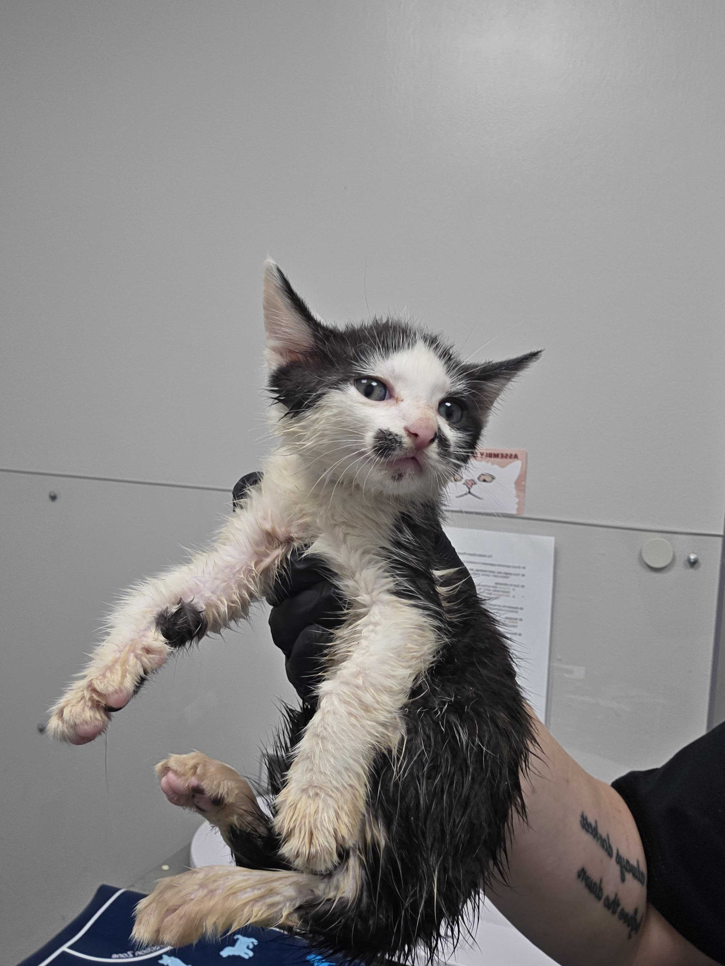 Shelter Stray Female Cat last seen Near Old Newport Hwy, Sevier County, TN, 1008 Old Knoxville Hwy, Sevierville, TN 37862, USA