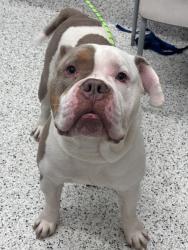 Shelter Stray Male Dog last seen Near Santa Barbara Dr., Atlanta, GA, 1251 Fulton Industrial Blvd NW, Atlanta, GA 30336, USA