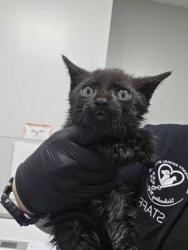 Shelter Stray Male Cat last seen Near Old Newport Hwy, Sevier County, TN, 1008 Old Knoxville Hwy, Sevierville, TN 37862, USA