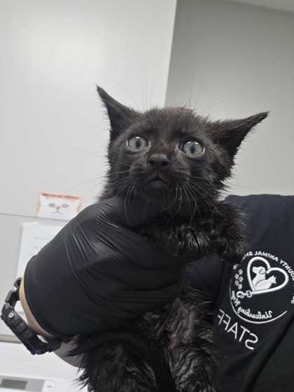 Shelter Stray Male Cat last seen Near Old Newport Hwy, Sevier County, TN, 1008 Old Knoxville Hwy, Sevierville, TN 37862, USA