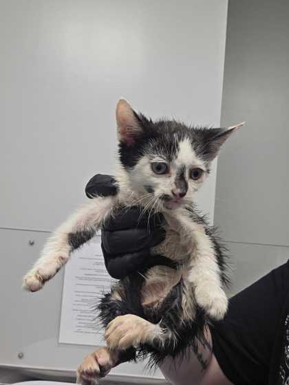Shelter Stray Male Cat last seen Near Old Newport Hwy, Sevier County, TN, 1008 Old Knoxville Hwy, Sevierville, TN 37862, USA