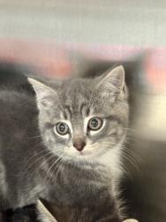 Shelter Stray Unknown Cat last seen Near Carriage Stone Dr, Fishers City, IN, 10501 Hague Rd, Fishers, IN 46038, USA