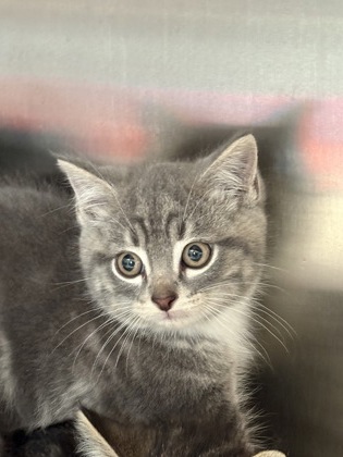 Shelter Stray Unknown Cat last seen Near Carriage Stone Dr, Fishers City, IN, 10501 Hague Rd, Fishers, IN 46038, USA