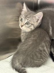 Shelter Stray Unknown Cat last seen Near Carriage Stone Dr, Fishers City, IN, 10501 Hague Rd, Fishers, IN 46038, USA