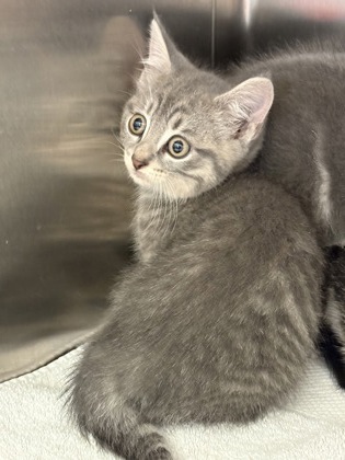 Shelter Stray Unknown Cat last seen Near Carriage Stone Dr, Fishers City, IN, 10501 Hague Rd, Fishers, IN 46038, USA