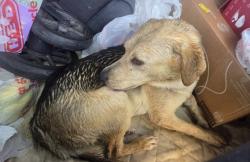 Found/Stray Male Dog last seen Near and Old Seguin Luling Rd, Seguin, TX 78156