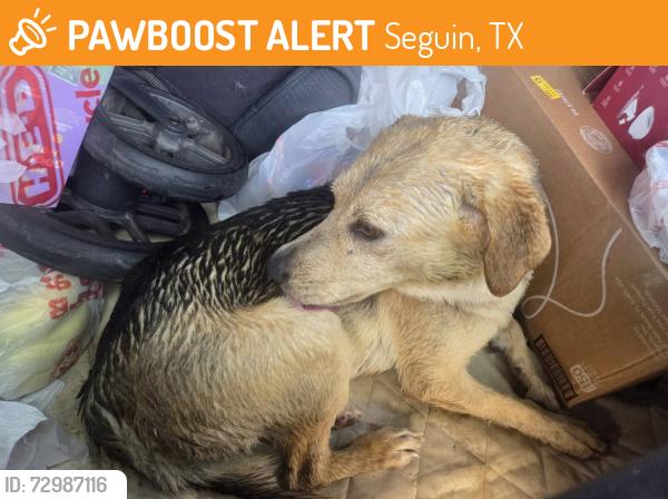 Found/Stray Male Dog last seen Near and Old Seguin Luling Rd, Seguin, TX 78156