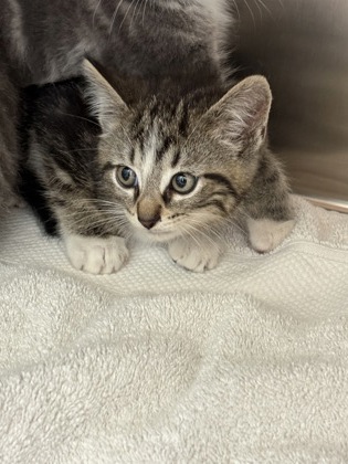 Shelter Stray Unknown Cat last seen Near Carriage Stone Dr, Fishers City, IN, 10501 Hague Rd, Fishers, IN 46038, USA