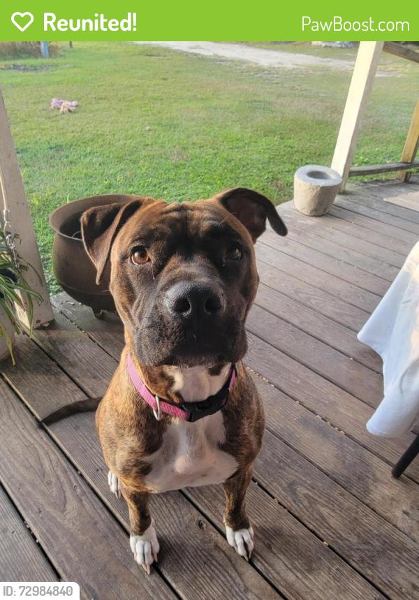 Reunited Female Dog last seen Hwy 66 and Starr Drive, Horry County, SC 29526