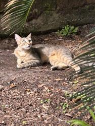 Found/Stray Female Cat last seen Cinco ranch Blvd and Mason Road Katy, Katy, TX 77450