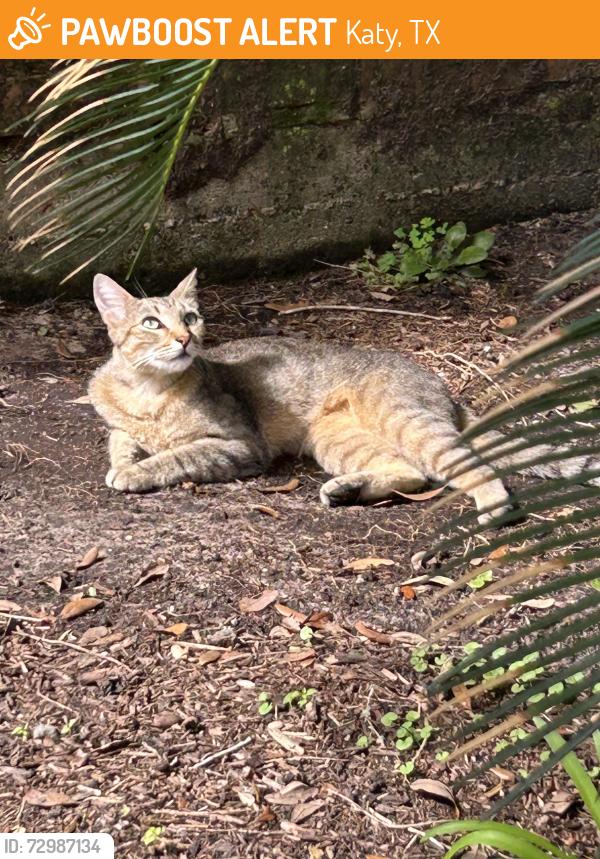 Found/Stray Female Cat last seen Cinco ranch Blvd and Mason Road Katy, Katy, TX 77450
