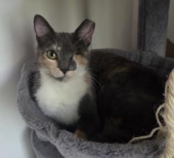 Lost Female Cat last seen Poconos pa , Emerald Lakes, PA 18334