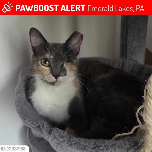 Lost Female Cat last seen Poconos pa , Emerald Lakes, PA 18334