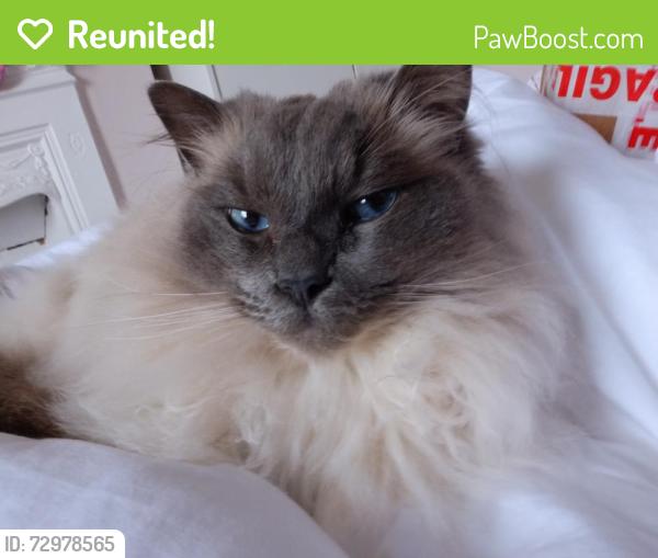 Reunited Male Cat last seen BP garage - rocksmead hse , Burwash, England 