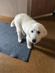 Found/Stray Female Dog last seen Near FM 621, San Marcos, TX 78666