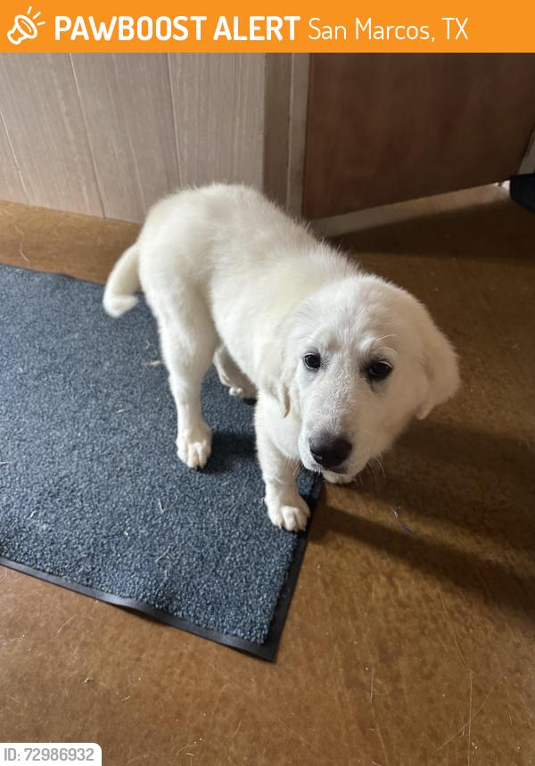 Found/Stray Female Dog last seen Near FM 621, San Marcos, TX 78666