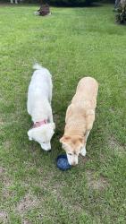 Reunited Unknown Dog last seen Ashely Dr and Reservation Rd, Ashley Heights, NC 28315