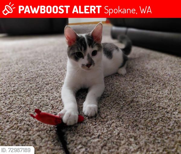 Lost Male Cat last seen E Glencrest Drive, Spokane, WA 99208