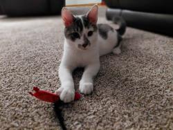 Lost Male Cat last seen E Glencrest Drive, Spokane, WA 99208