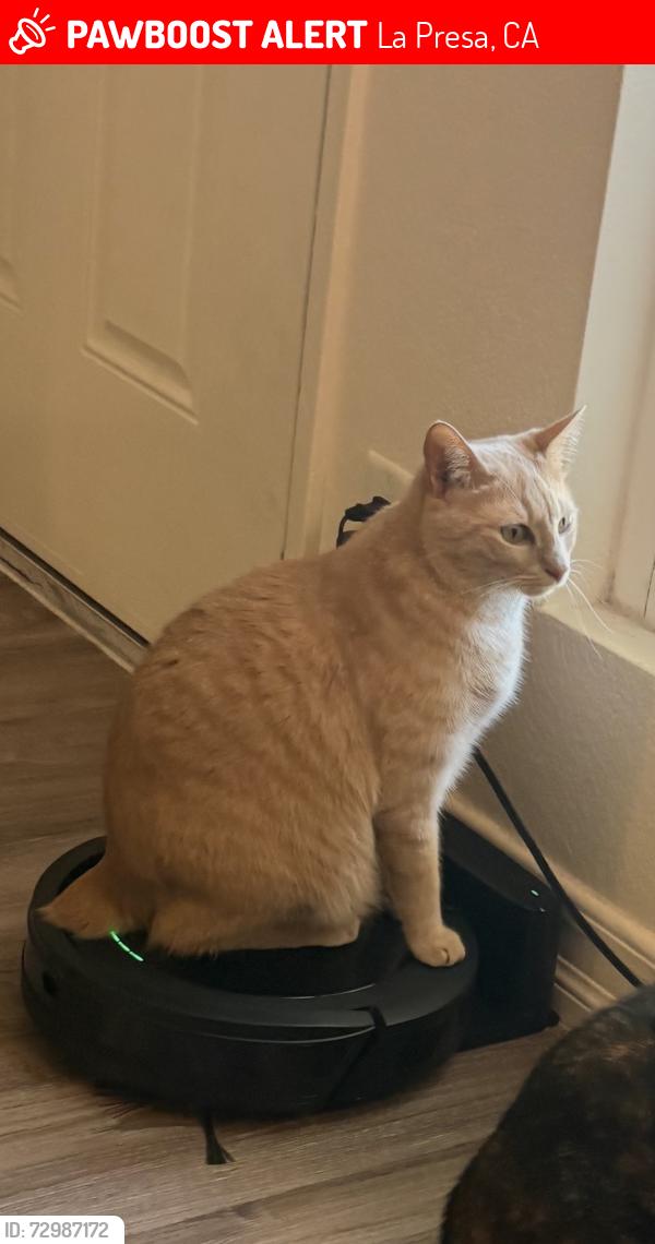 Lost Male Cat last seen 6-8 worthington street , La Presa, CA 91977