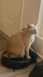 Lost Male Cat last seen 6-8 worthington street , La Presa, CA 91977